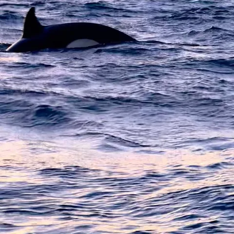 An orca breaking the surface at dusk below snowy peaks