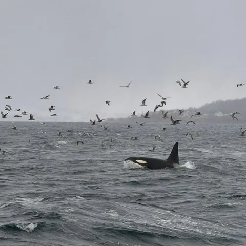 An orca surfacing among seabirds off Tromso