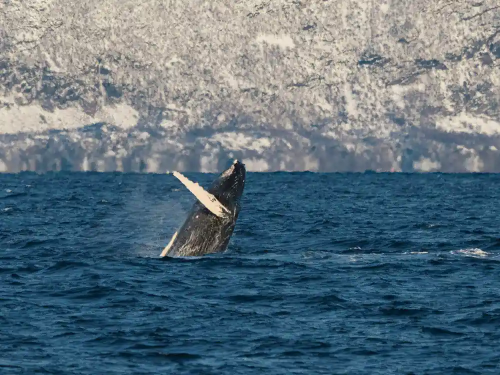 Humpback whale breaching with snowy mountains in background