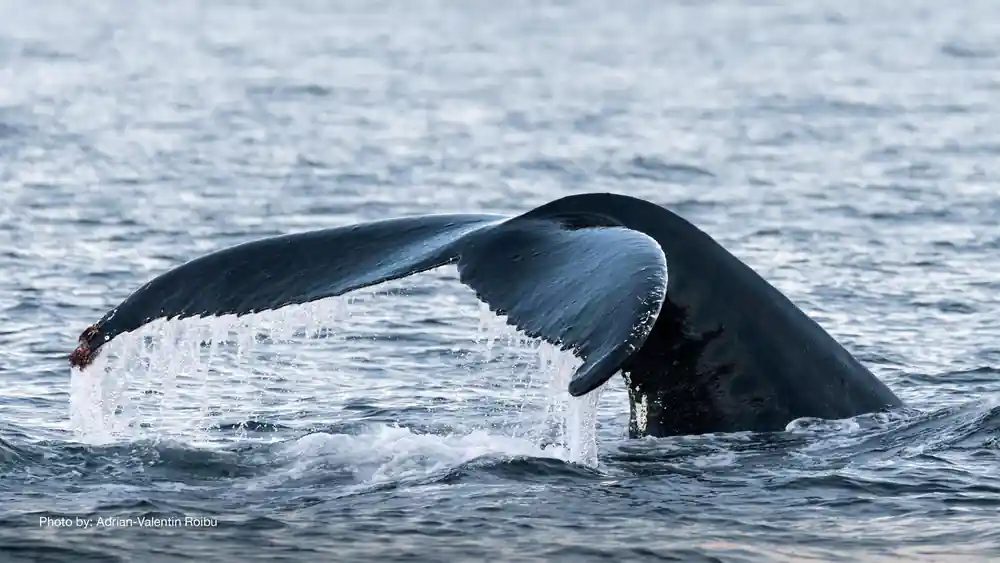 Humpback whale tail fluking above dark ocean water