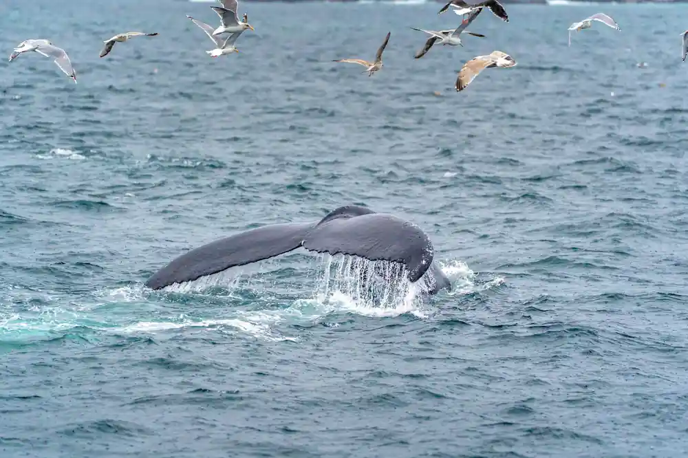 Humpback whale tail fluking with seabirds overhead