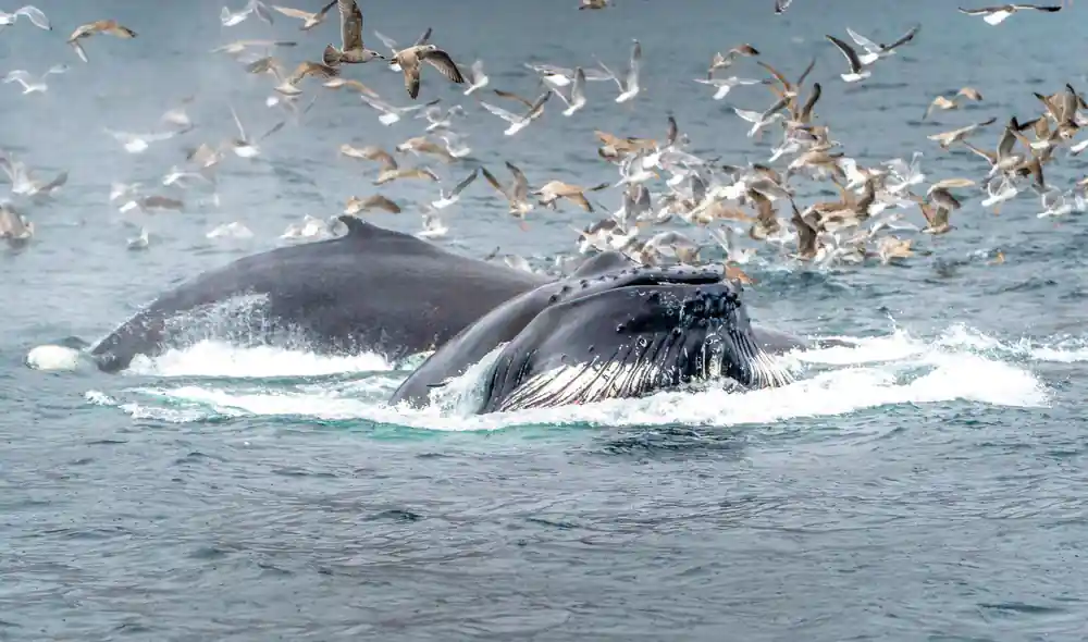 Humpback whales breaching in ocean with seabirds flying
