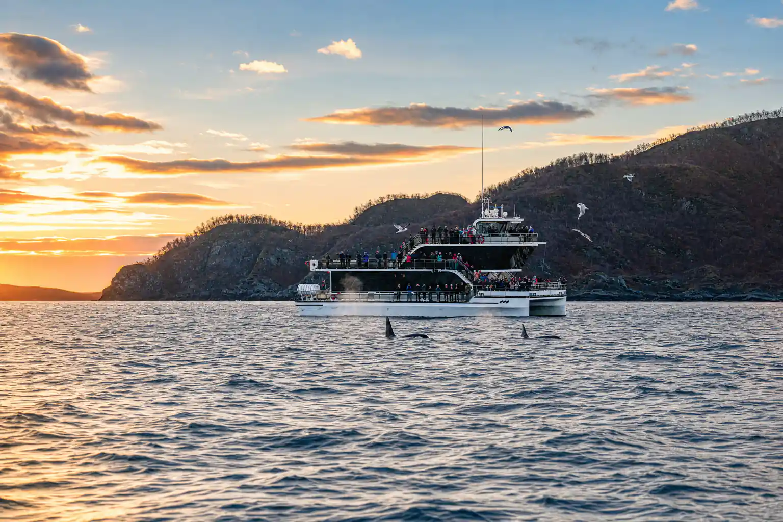 Whale Watching Tour by Hybrid-Electric Boat