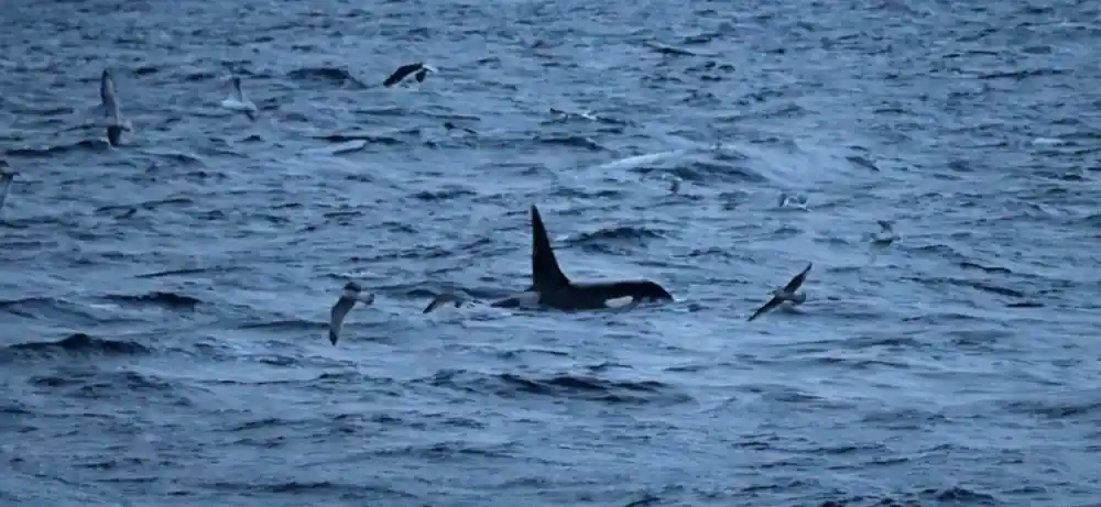 Orca whale surfacing among smaller dolphins in ocean