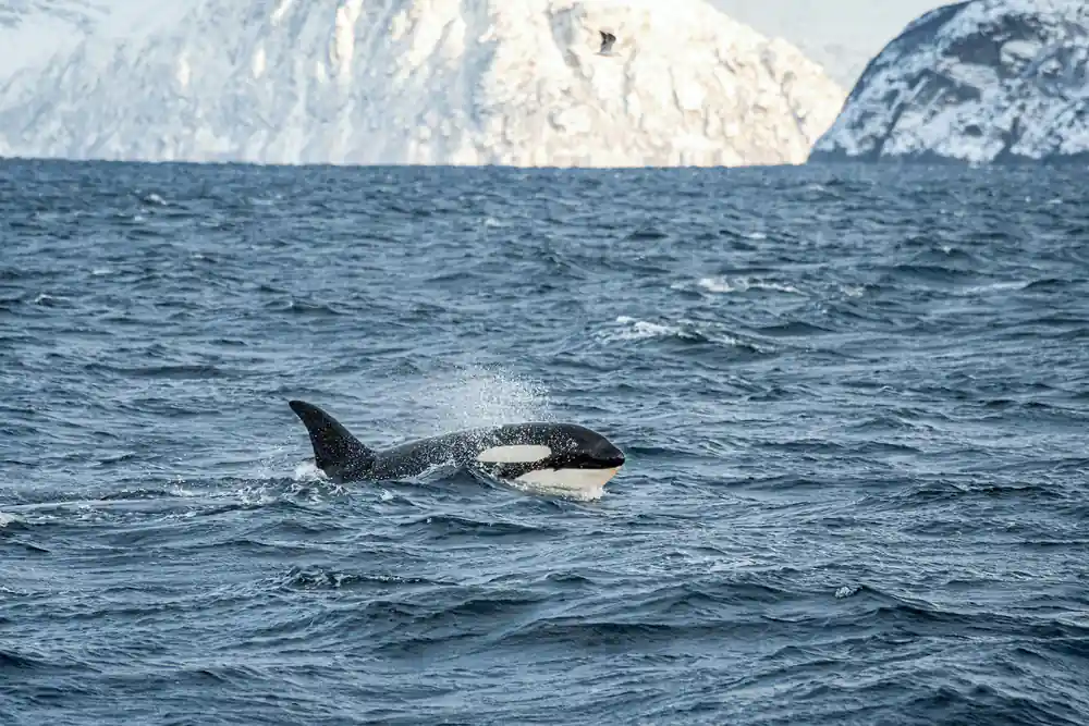 Orca whale swimming in ocean with snow mountains behind