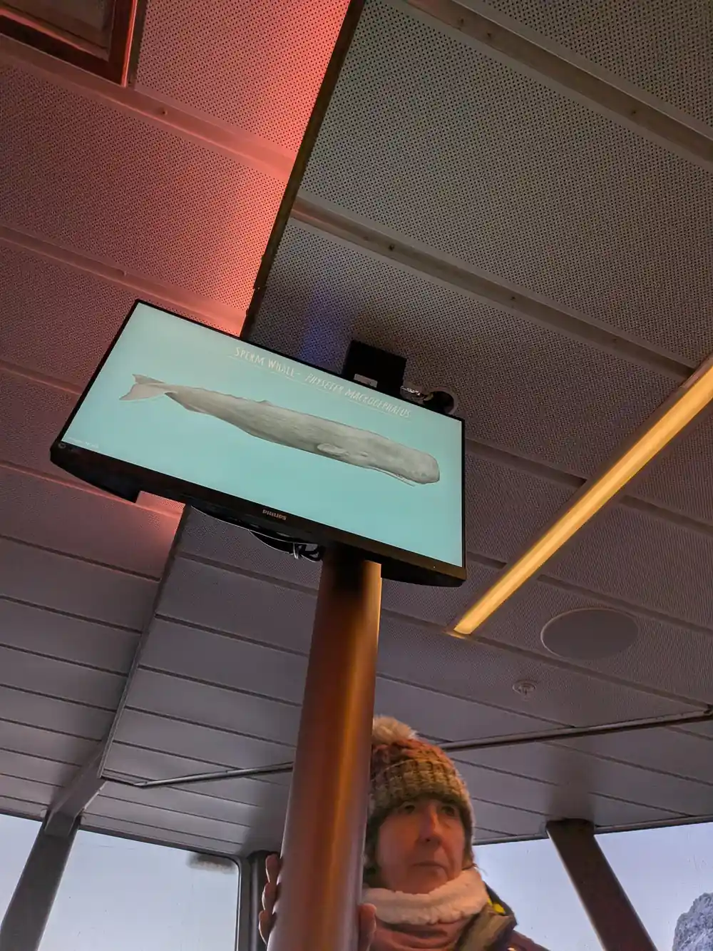 Person viewing fish display sign on ferry interior