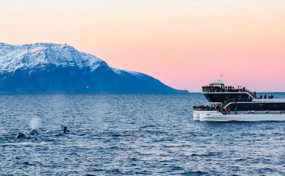 Tourist boat on water with snow mountain and whales