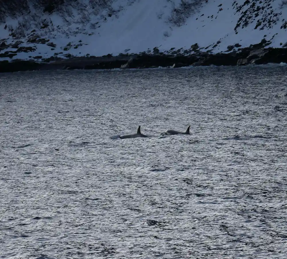 Two orcas surfacing in water near snow mountains