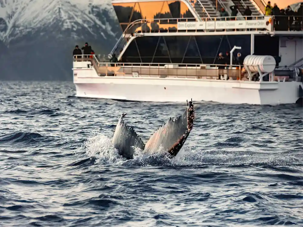 Two whale tails emerging from water near passenger boat