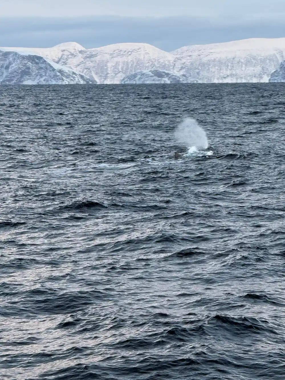 Whale spout in dark ocean with snow-covered mountains