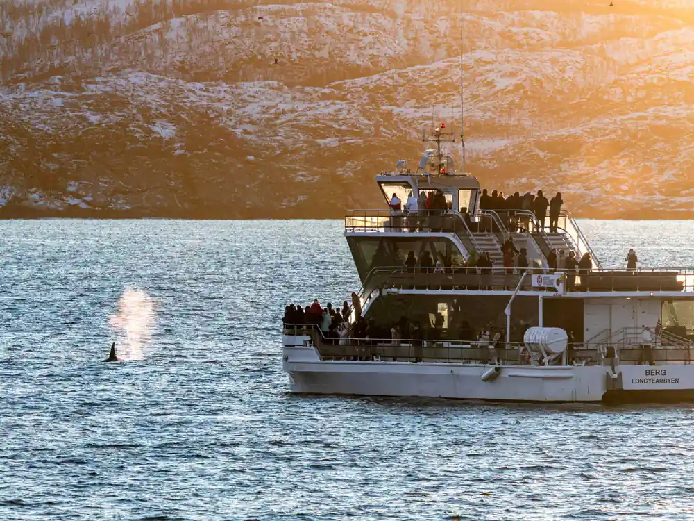 Whale spouting water spray near passenger boat and mountain