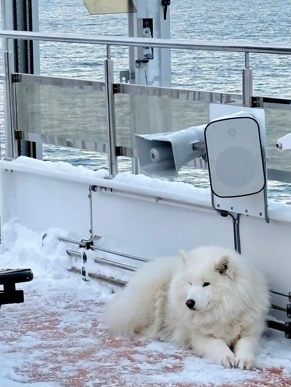 White fluffy dog on snowy boat deck near railing
